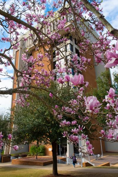 a vase filled with pink flowers on a tree