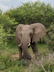 a large elephant walking through a lush green field a large elephant walking through a lush green field