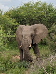 a large elephant walking through a lush green field