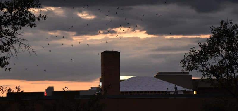 a flock of birds flying over a city at sunset