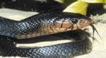 a close up of a snake