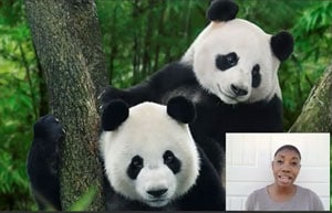 a panda bear a panda bear