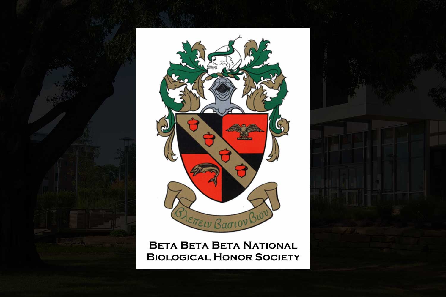 beta beta beta logo