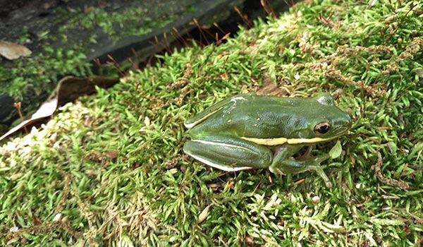 a close up of a frog