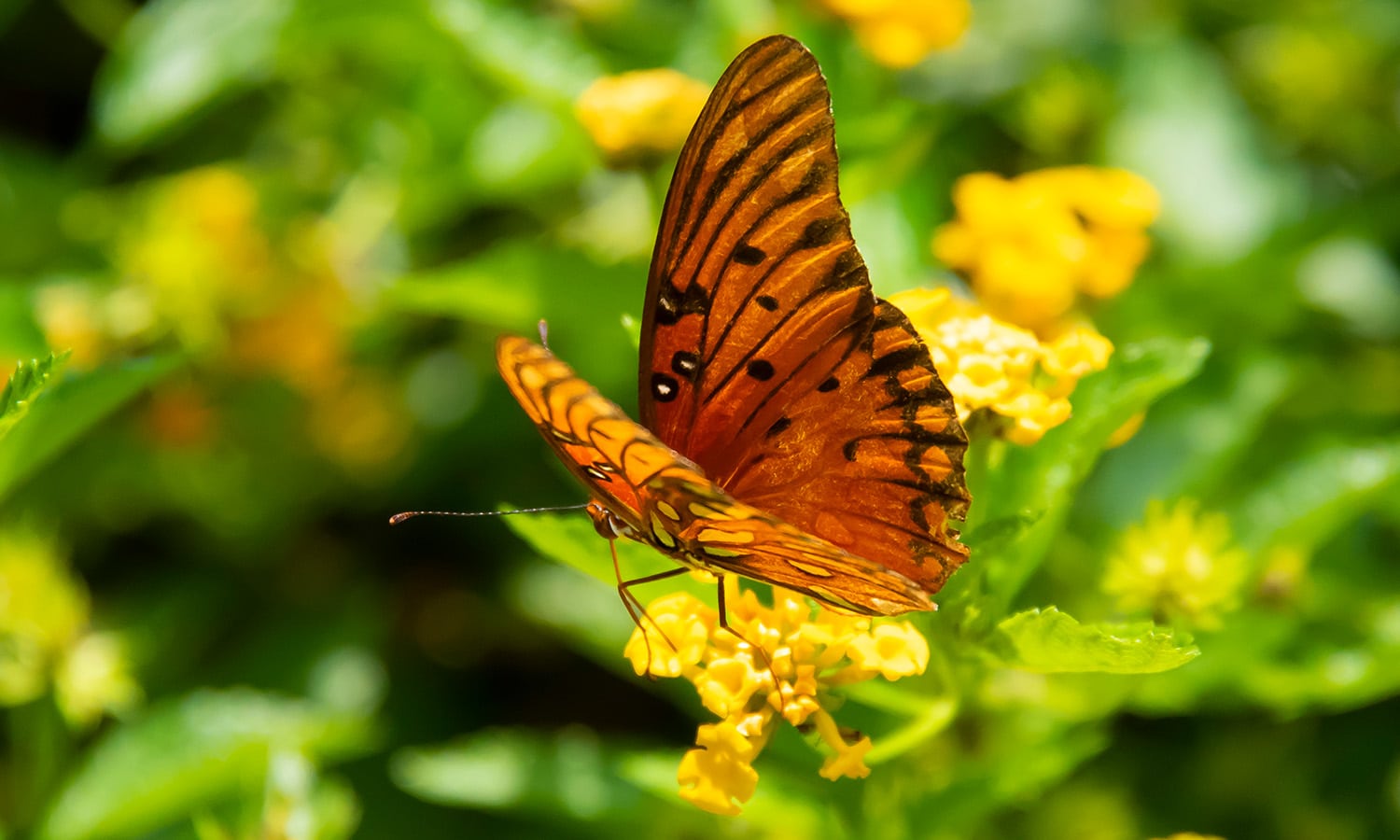 a close up of a butterfly