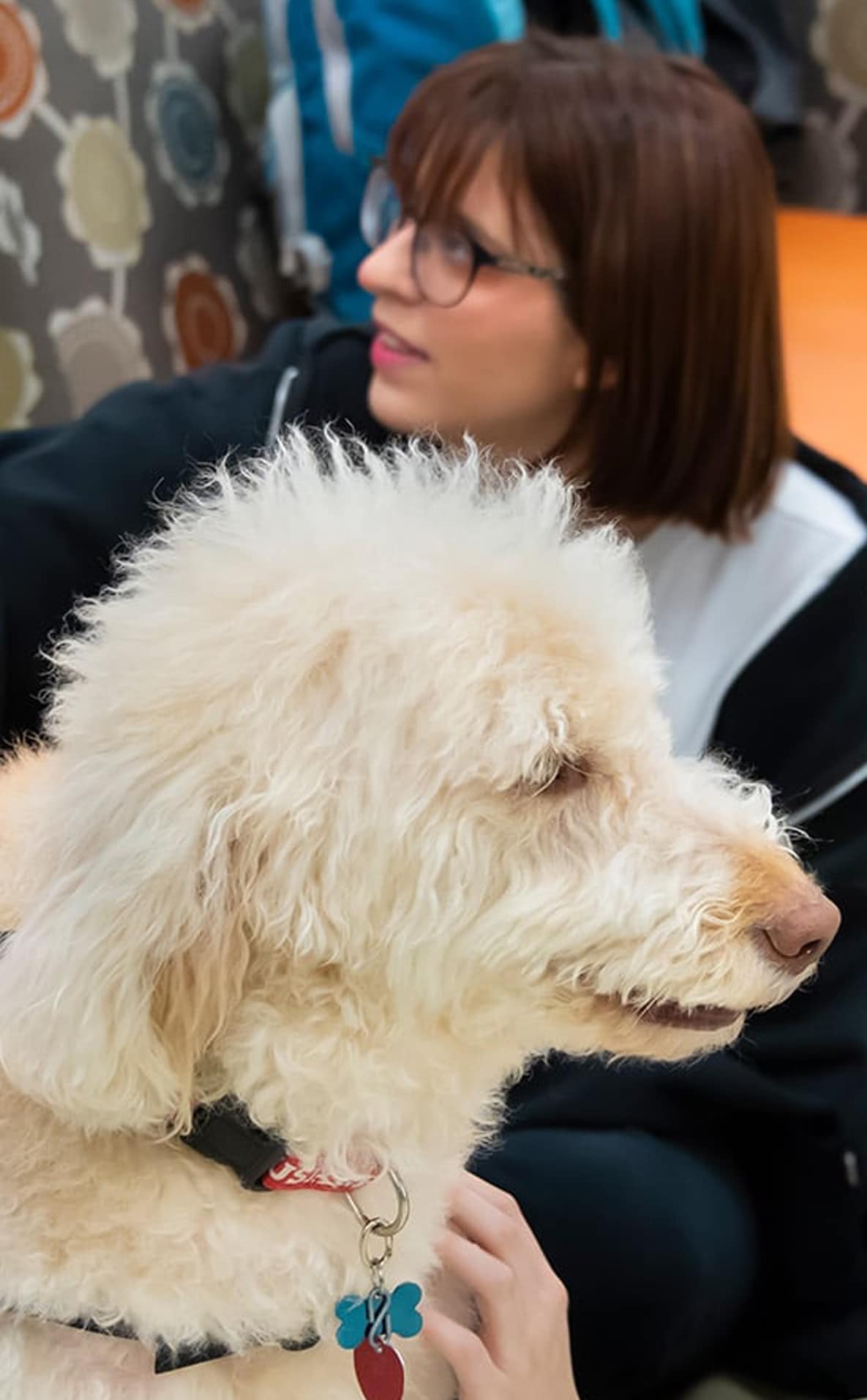 a service dog looking at the camera