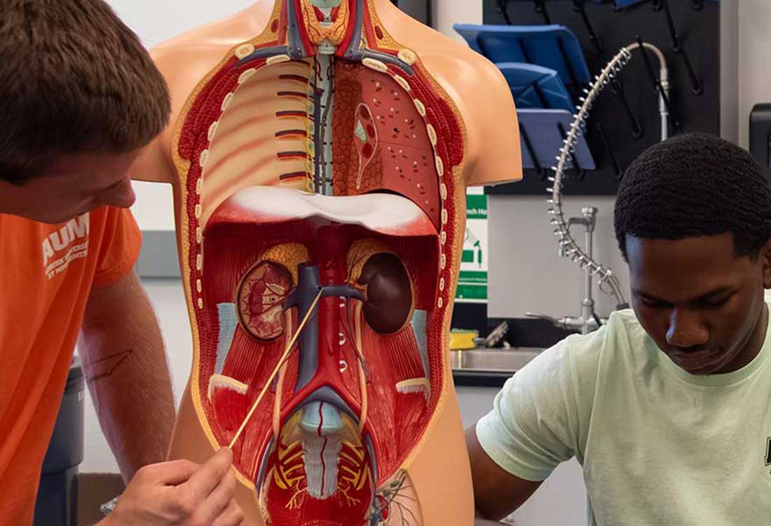 Auburn University at Montgomery biology students study an anatomical torso model in a campus lab.