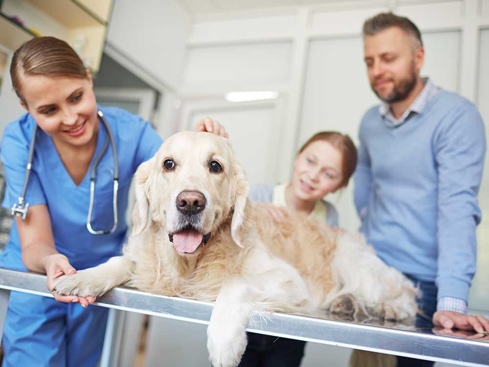 a person holding a dog