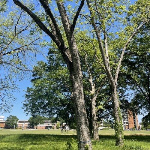 A Large Tree In A Park