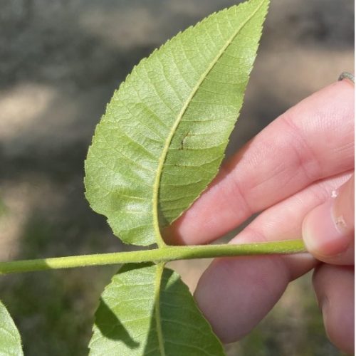 A Hand Holding A Small Tree