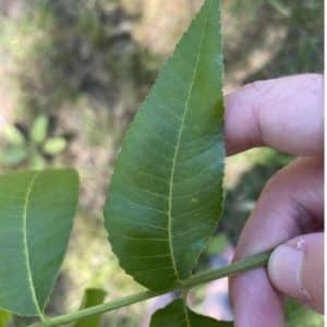 A Close Up Of A Whole Pecan Leaf Stem