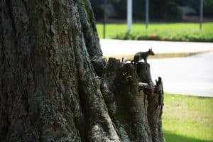 a squirrel on a tree branch