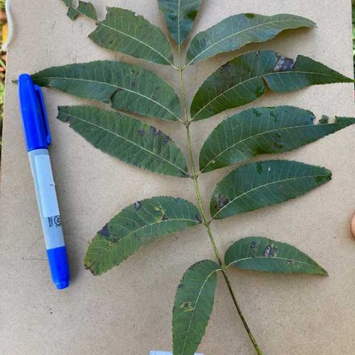 A Close Up Of A Whole Pecan Leaf Stem