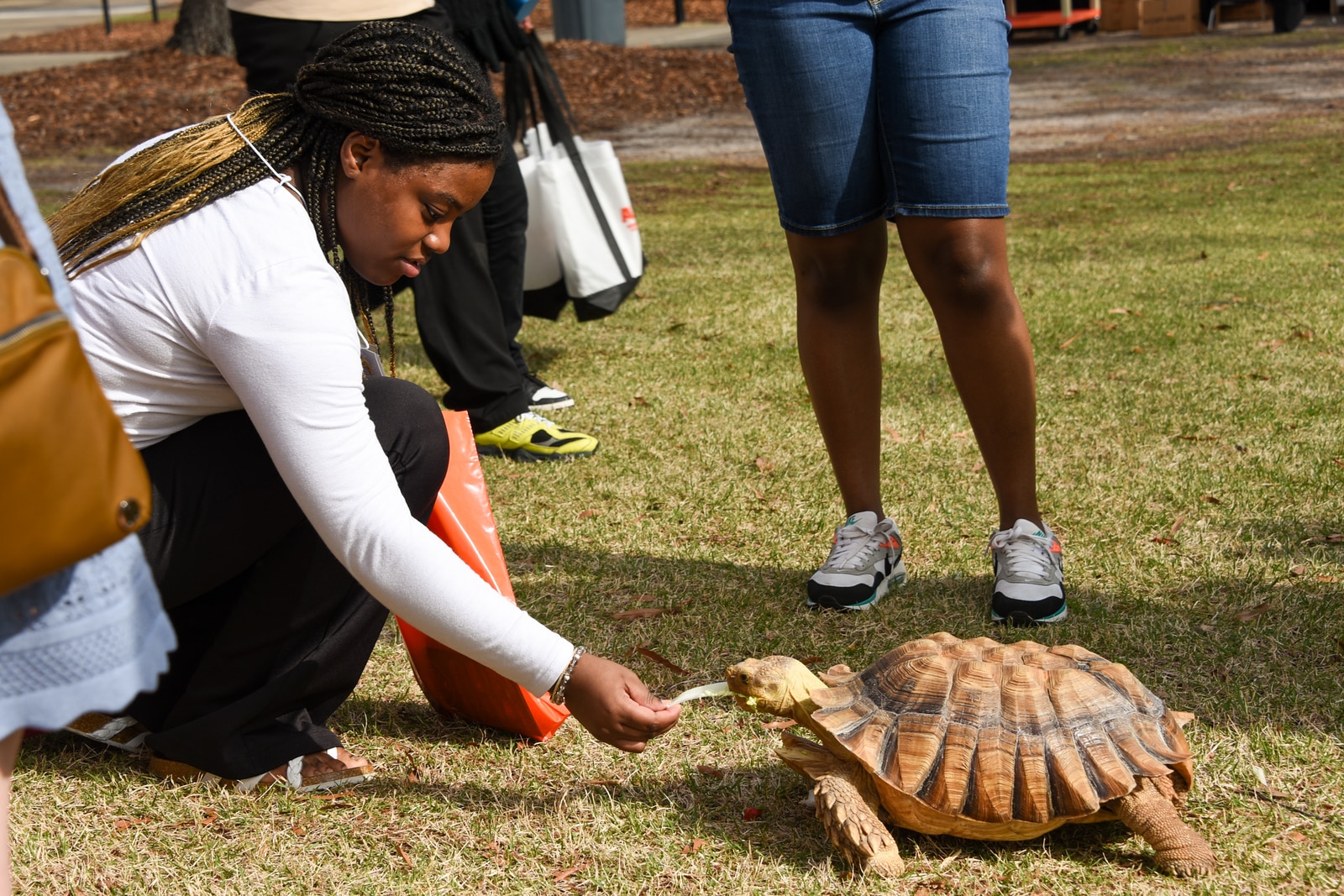 A woman feeding a tortoise outdoors on the Auburn University at Montgomery campus.