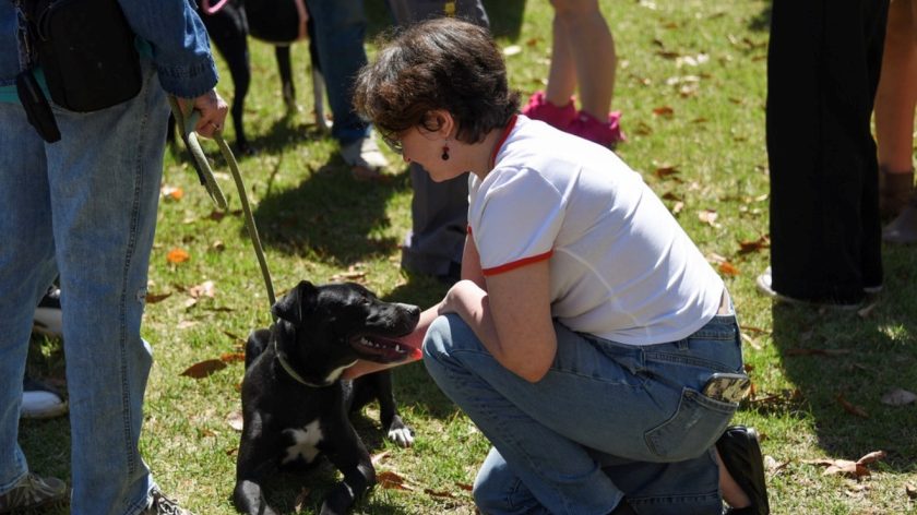A Person Kneeling On Grass, Petting A Happy Black Dog At An Outdoor Event.