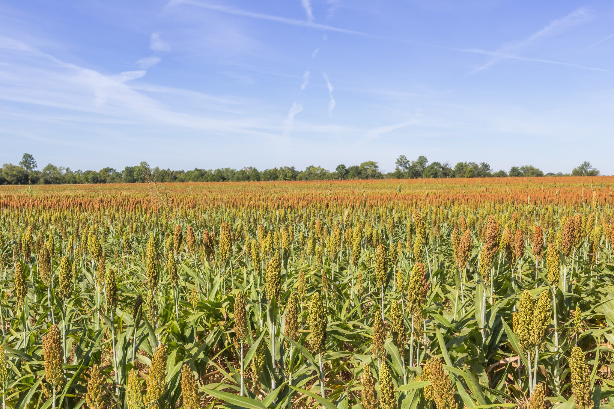 Auburn University at Montgomery agriscience sorghum field under blue sky in Alabama