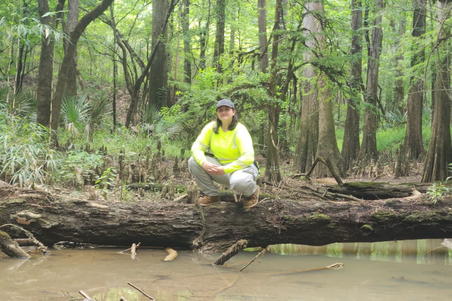 Auburn University At Montgomery Student Conducting Wetlands Fieldwork, Crouching On A Log Over A Creek In A Cypress Forest