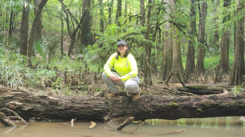 Auburn University At Montgomery Student Conducting Wetlands Fieldwork, Crouching On A Log Over A Creek In A Cypress Forest