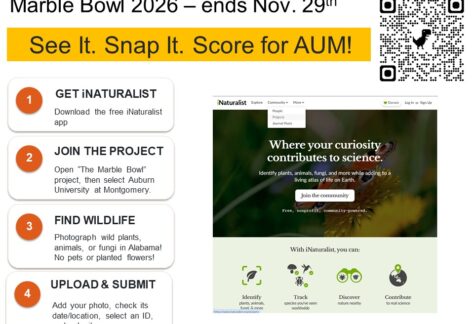 Auburn University at Montgomery Marble Bowl 2026 iNaturalist flyer—See It. Snap It. Score for AUM; steps, QR codes; Nov. 29