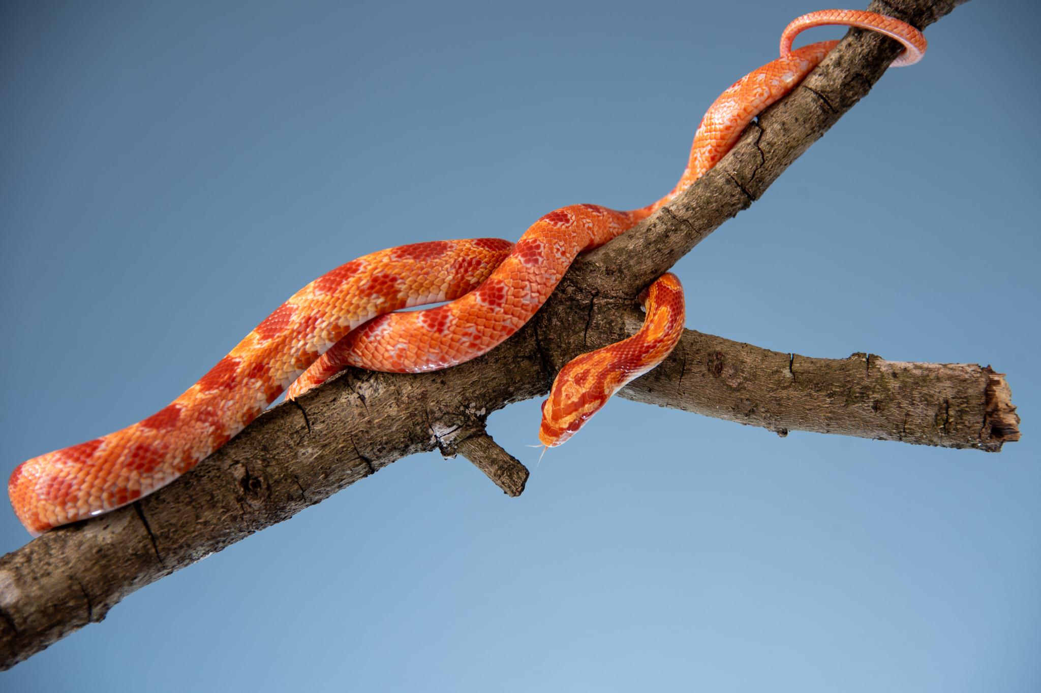 Orange corn snake on a tree branch against blue sky at Auburn University at Montgomery biology program.